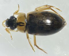 Berosus infuscatus by (c) Matthew Pintar, some rights reserved (CC BY), uploaded by Matthew Pintar. Used under a CC-BY license.