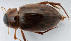Berosus infuscatus by (c) Matthew Pintar, some rights reserved (CC BY), uploaded by Matthew Pintar. Used under a CC-BY license.