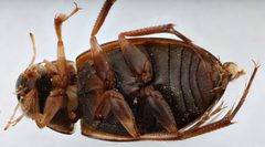 Berosus infuscatus by (c) Matthew Pintar, some rights reserved (CC BY), uploaded by Matthew Pintar. Used under a CC-BY license.