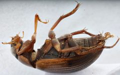 Berosus infuscatus by (c) Matthew Pintar, some rights reserved (CC BY), uploaded by Matthew Pintar. Used under a CC-BY license.