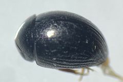Derallus altus by (c) Matthew Pintar, some rights reserved (CC BY), uploaded by Matthew Pintar. Used under a CC-BY license.