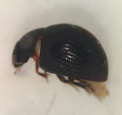 Derallus altus by (c) Matthew Pintar, some rights reserved (CC BY), uploaded by Matthew Pintar. Used under a CC-BY license.