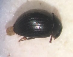 Derallus altus by (c) Matthew Pintar, some rights reserved (CC BY), uploaded by Matthew Pintar. Used under a CC-BY license.