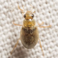 Berosus peregrinus by (c) Justin Williams, some rights reserved (CC BY), uploaded by Justin Williams. Used under a CC-BY license.