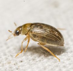 Berosus peregrinus by (c) Justin Williams, some rights reserved (CC BY), uploaded by Justin Williams. Used under a CC-BY license.