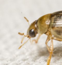 Berosus peregrinus by (c) Justin Williams, some rights reserved (CC BY), uploaded by Justin Williams. Used under a CC-BY license.