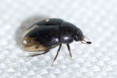 Cercyon praetextatus by (c) Owen Strickland, some rights reserved (CC BY), uploaded by Owen Strickland. Used under a CC-BY license.