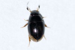 Cercyon praetextatus by (c) Owen Strickland, some rights reserved (CC BY), uploaded by Owen Strickland. Used under a CC-BY license.