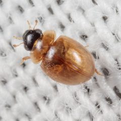 Chaetarthria pallida by (c) Victor Engel, some rights reserved (CC BY), uploaded by Victor Engel. Used under a CC-BY license.