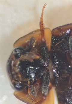 Enochrus blatchleyi by (c) Matthew Pintar, some rights reserved (CC BY), uploaded by Matthew Pintar. Used under a CC-BY license.