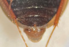 Enochrus blatchleyi by (c) Matthew Pintar, some rights reserved (CC BY), uploaded by Matthew Pintar. Used under a CC-BY license.