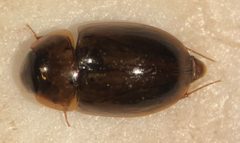 Enochrus blatchleyi by (c) Matthew Pintar, some rights reserved (CC BY), uploaded by Matthew Pintar. Used under a CC-BY license.
