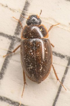 Enochrus hamiltoni by (c) Trevor Van Loon, some rights reserved (CC BY), uploaded by Trevor Van Loon. Used under a CC-BY license.
