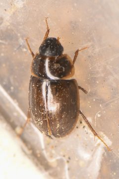 Enochrus hamiltoni by (c) Trevor Van Loon, some rights reserved (CC BY), uploaded by Trevor Van Loon. Used under a CC-BY license.