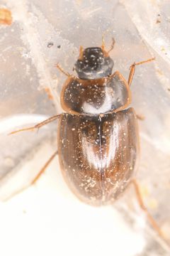 Enochrus hamiltoni by (c) Trevor Van Loon, some rights reserved (CC BY), uploaded by Trevor Van Loon. Used under a CC-BY license.
