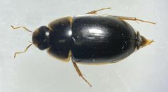 Enochrus hamiltoni by (c) Matthew Pintar, some rights reserved (CC BY), uploaded by Matthew Pintar. Used under a CC-BY license.