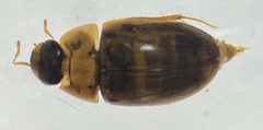 Enochrus pygmaeus by (c) Matthew Pintar, some rights reserved (CC BY), uploaded by Matthew Pintar. Used under a CC-BY license.