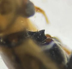 Enochrus pygmaeus by (c) Matthew Pintar, some rights reserved (CC BY), uploaded by Matthew Pintar. Used under a CC-BY license.