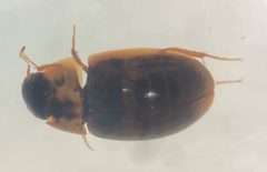 Enochrus pygmaeus pectoralis by (c) Matthew Pintar, some rights reserved (CC BY), uploaded by Matthew Pintar. Used under a CC-BY license.