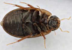 Enochrus pygmaeus pectoralis by (c) Matthew Pintar, some rights reserved (CC BY), uploaded by Matthew Pintar. Used under a CC-BY license.