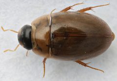 Enochrus pygmaeus pectoralis by (c) Matthew Pintar, some rights reserved (CC BY), uploaded by Matthew Pintar. Used under a CC-BY license.