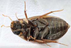 Enochrus pygmaeus pectoralis by (c) Matthew Pintar, some rights reserved (CC BY), uploaded by Matthew Pintar. Used under a CC-BY license.