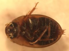 Enochrus sayi by (c) Matthew Pintar, some rights reserved (CC BY), uploaded by Matthew Pintar. Used under a CC-BY license.
