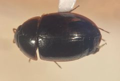 Cymbiodyta dorsalis by (c) Matthew Pintar, some rights reserved (CC BY), uploaded by Matthew Pintar. Used under a CC-BY license.