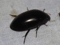 Hydrochara spangleri by (c) Sam Kieschnick, some rights reserved (CC BY), uploaded by Sam Kieschnick. Used under a CC-BY license.