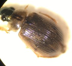 Berosus fraternus by (c) Matthew Pintar, some rights reserved (CC BY), uploaded by Matthew Pintar. Used under a CC-BY license.