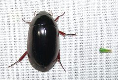 Hydrochara soror by (c) Gordon C. Snelling, some rights reserved (CC BY), uploaded by Gordon C. Snelling. Used under a CC-BY license.