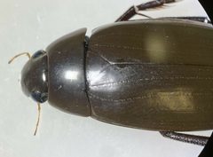 Hydrophilus triangularis by (c) Matthew Pintar, some rights reserved (CC BY), uploaded by Matthew Pintar. Used under a CC-BY license.