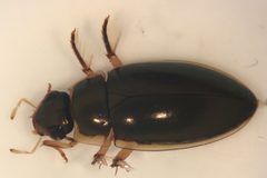 Tropisternus lateralis by (c) Matthew Pintar, some rights reserved (CC BY), uploaded by Matthew Pintar. Used under a CC-BY license.