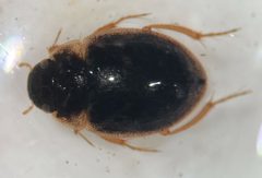 Laccobius agilis by (c) Matthew Pintar, some rights reserved (CC BY), uploaded by Matthew Pintar. Used under a CC-BY license.