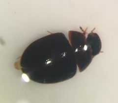 Phaenonotum exstriatum by (c) Matthew Pintar, some rights reserved (CC BY), uploaded by Matthew Pintar. Used under a CC-BY license.