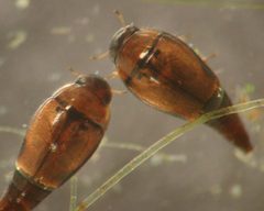 Hydroscapha by (c) David R. Maddison, some rights reserved (CC BY). Used under a CC-BY license.