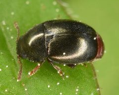 Heterhelus abdominalis by (c) skitterbug, some rights reserved (CC BY), uploaded by skitterbug. Used under a CC-BY license.