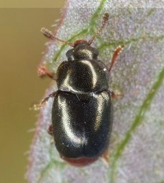 Heterhelus abdominalis by (c) skitterbug, some rights reserved (CC BY), uploaded by skitterbug. Used under a CC-BY license.