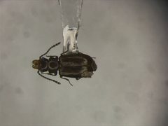 Charaphloeus convexulus by no rights reserved, uploaded by Nick Bédard. Used under a CC0 license.