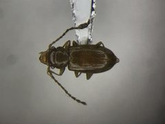 Charaphloeus convexulus by no rights reserved, uploaded by Nick Bédard. Used under a CC0 license.
