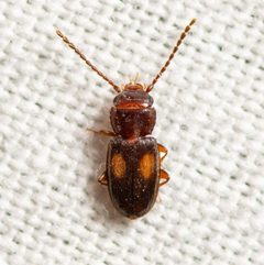 Laemophloeus biguttatus by (c) Justin Williams, some rights reserved (CC BY), uploaded by Justin Williams. Used under a CC-BY license.