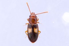 Laemophloeus fasciatus by (c) Owen Strickland, some rights reserved (CC BY), uploaded by Owen Strickland. Used under a CC-BY license.