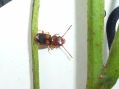 Laemophloeus megacephalus by (c) Even Dankowicz, some rights reserved (CC BY), uploaded by Even Dankowicz. Used under a CC-BY license.
