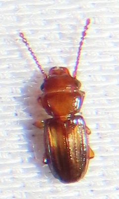 Laemophloeus megacephalus by no rights reserved, uploaded by kcthetc1. Used under a CC0 license.