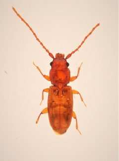 Placonotus falinorum by no rights reserved, uploaded by Nick Bédard. Used under a CC0 license.
