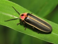 Lampyridae by (c) Katja Schulz, some rights reserved (CC BY). Used under a CC-BY license.