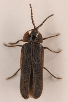 Phausis nigra by (c) Trevor Van Loon, some rights reserved (CC BY), uploaded by Trevor Van Loon. Used under a CC-BY license.