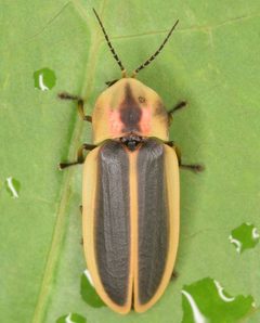 Pyractomena angulata by (c) skitterbug, some rights reserved (CC BY), uploaded by skitterbug. Used under a CC-BY license.