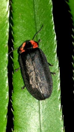 Photinus by (c) Ken-ichi Ueda, some rights reserved (CC BY), uploaded by Ken-ichi Ueda. Used under a CC-BY license.