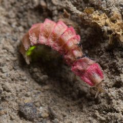 Microphotus angustus by (c) Ken-ichi Ueda, some rights reserved (CC BY), uploaded by Ken-ichi Ueda. Used under a CC-BY license.